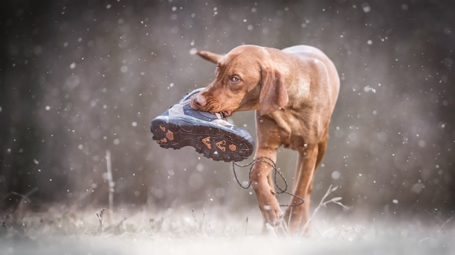 Szabadtéri vizsla fotózás