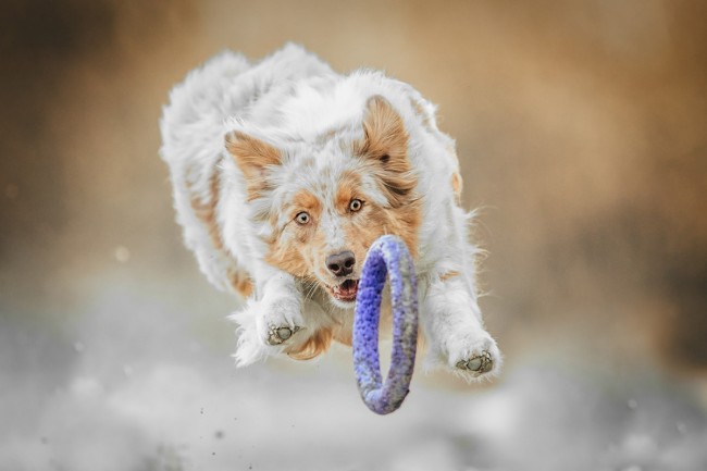 Szabadtéri Border collie fotózás