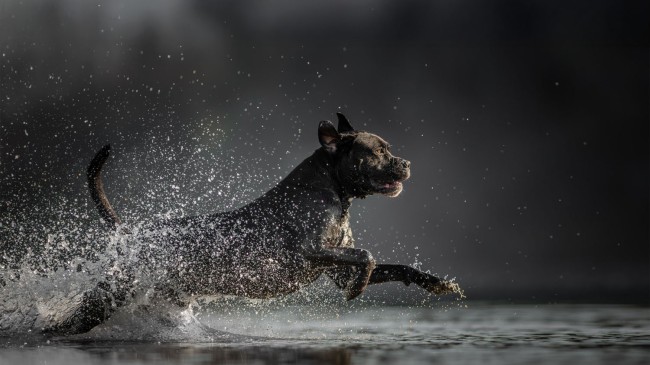Cane corso szabadtéri fotózás