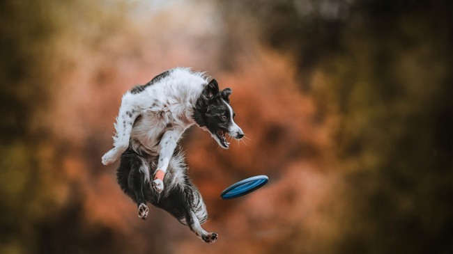 Szabadtéri kutyafotózás