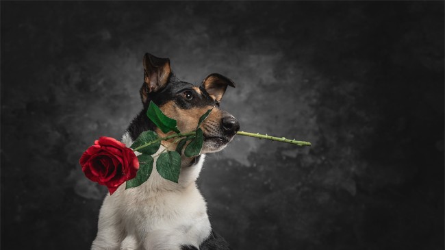 Műtermi kutyafotózás