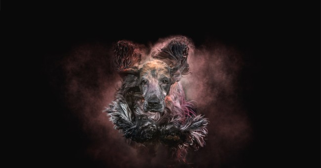 Kreatív kutyafotózás