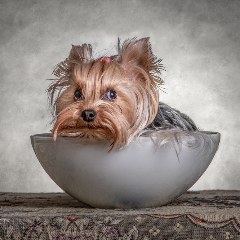 Mini műtermi fotózás 2026. február 15. (1)