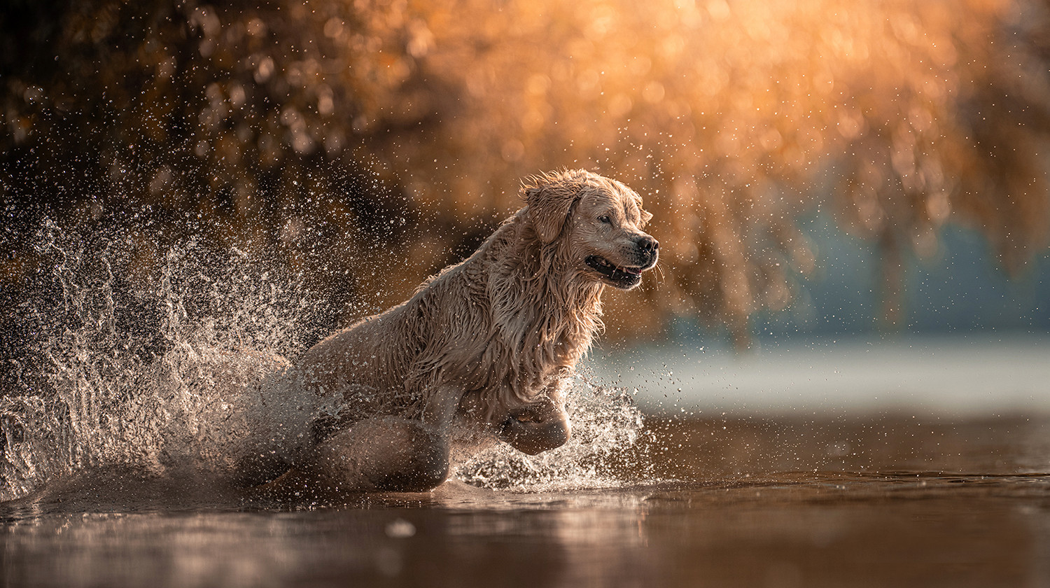 Az univerzális fotós