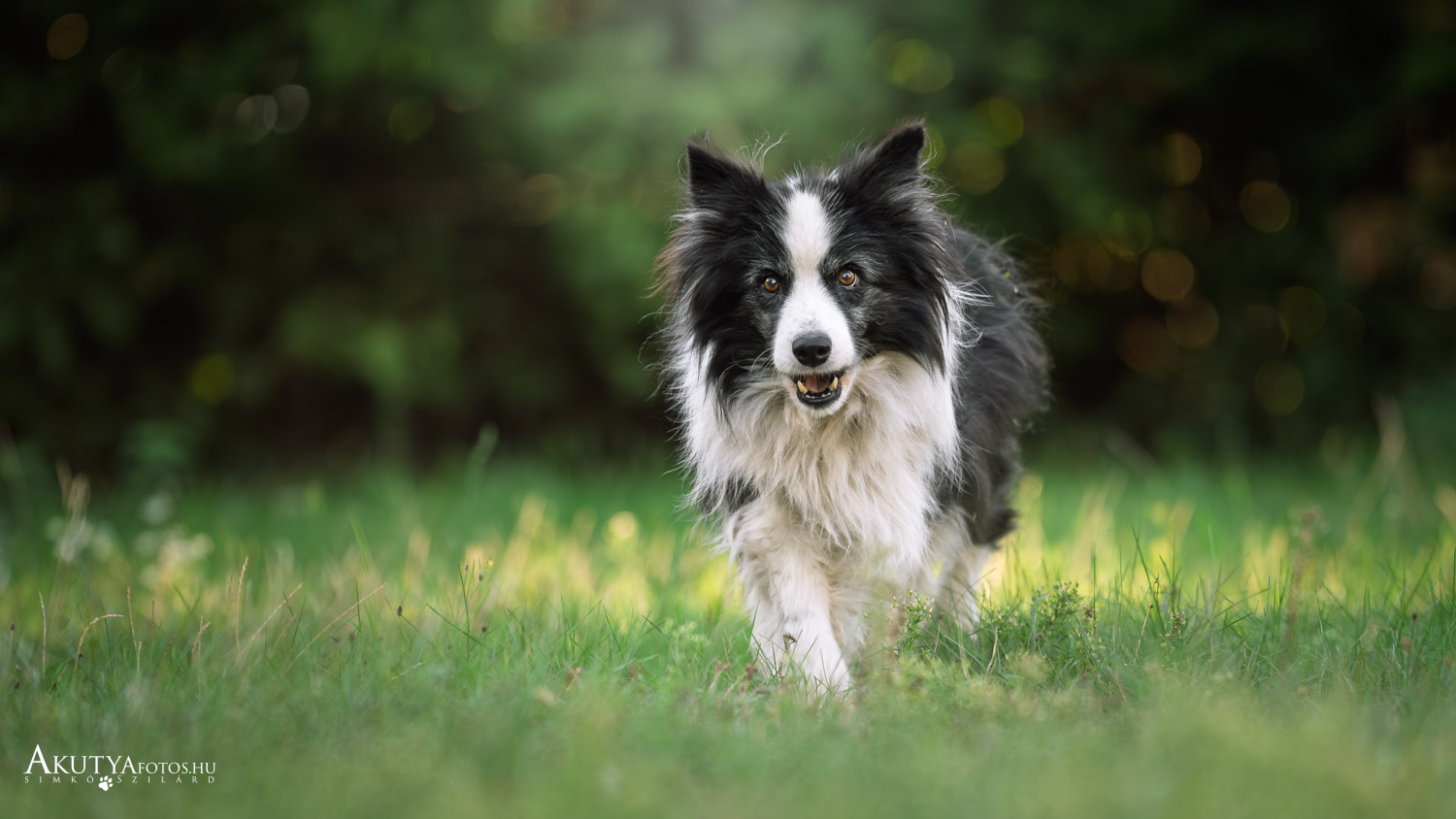 Border collie fotózás a kertben