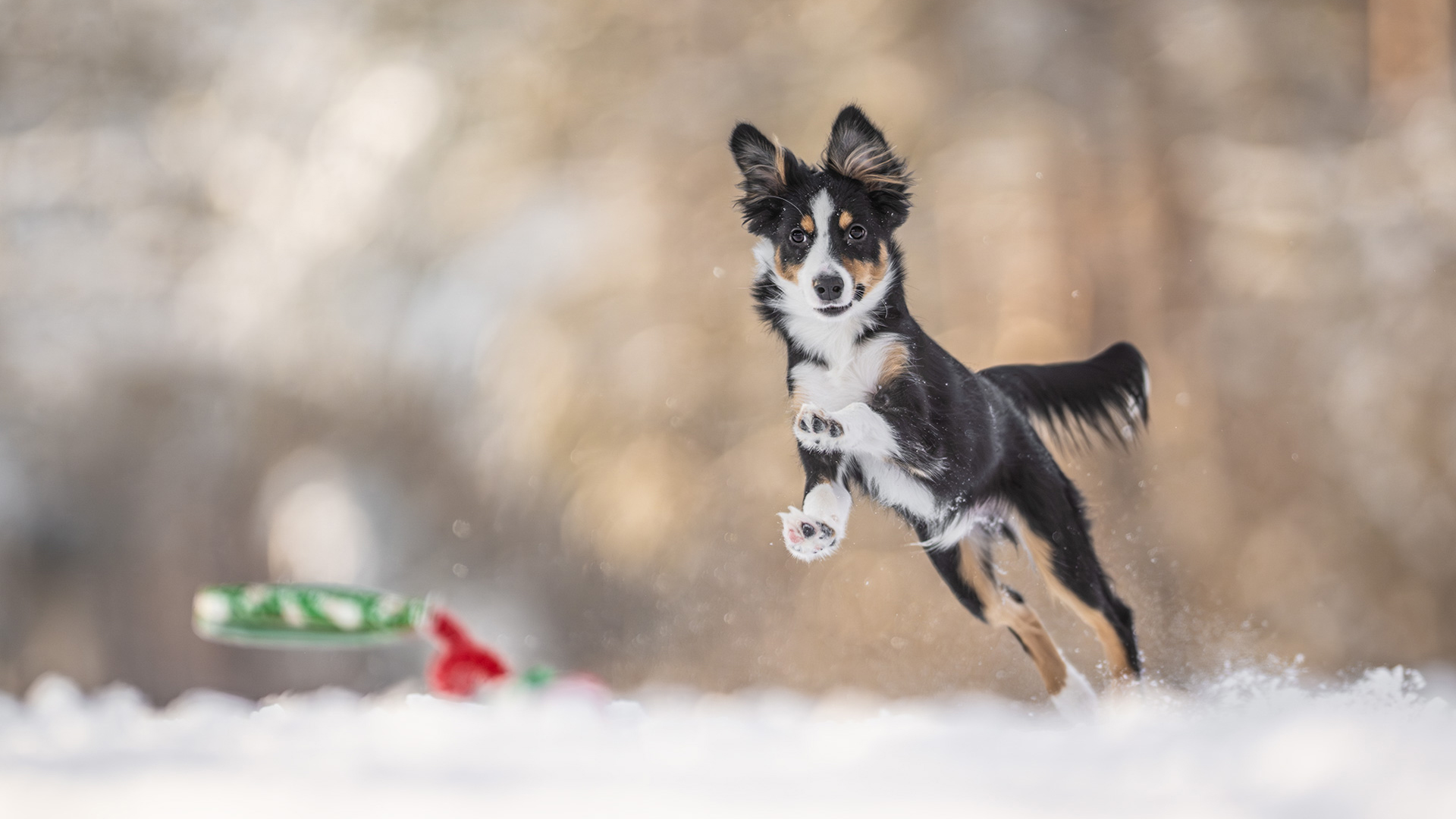 Havas kutyafotózás, amikor minden letisztul