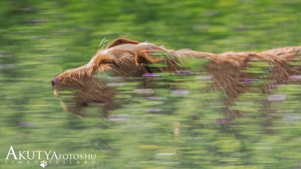 Vizsla mozgás közben a mezőn – svenkelős akciófotó