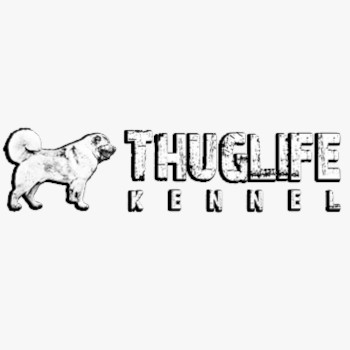 kennel fotózás tenyésztőknek