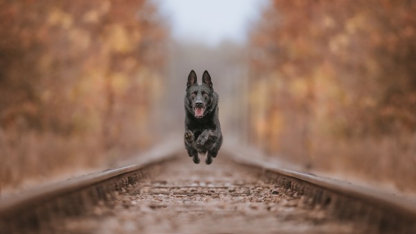Német juhász fut a sínek között – szabadtéri kutyafotózás mozgásban