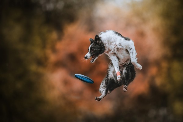 Kutyafotózás border collie-val frizbizés közben, természetes fényben