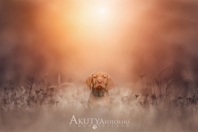 Kölyök vizsla portré naplementében