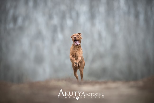 Boldog vizsla