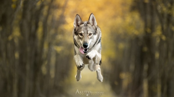 Ugró kutya az erdei fasor között – szabadtéri kutyafotózás mozgásban