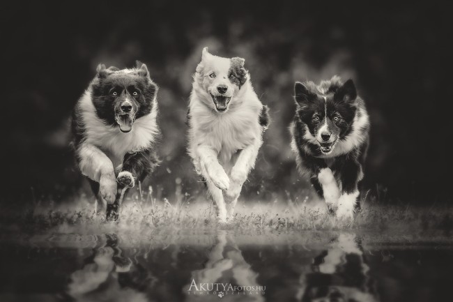 3 Border collie 1 képen 