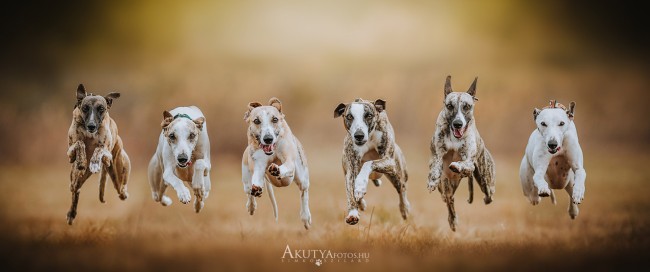 Futó whippetek