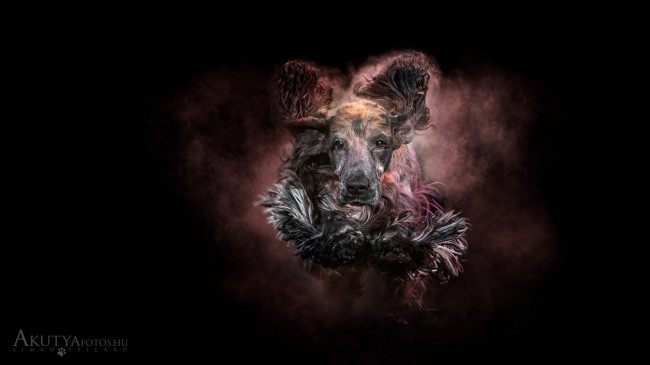 Holi poros kutyafotózás