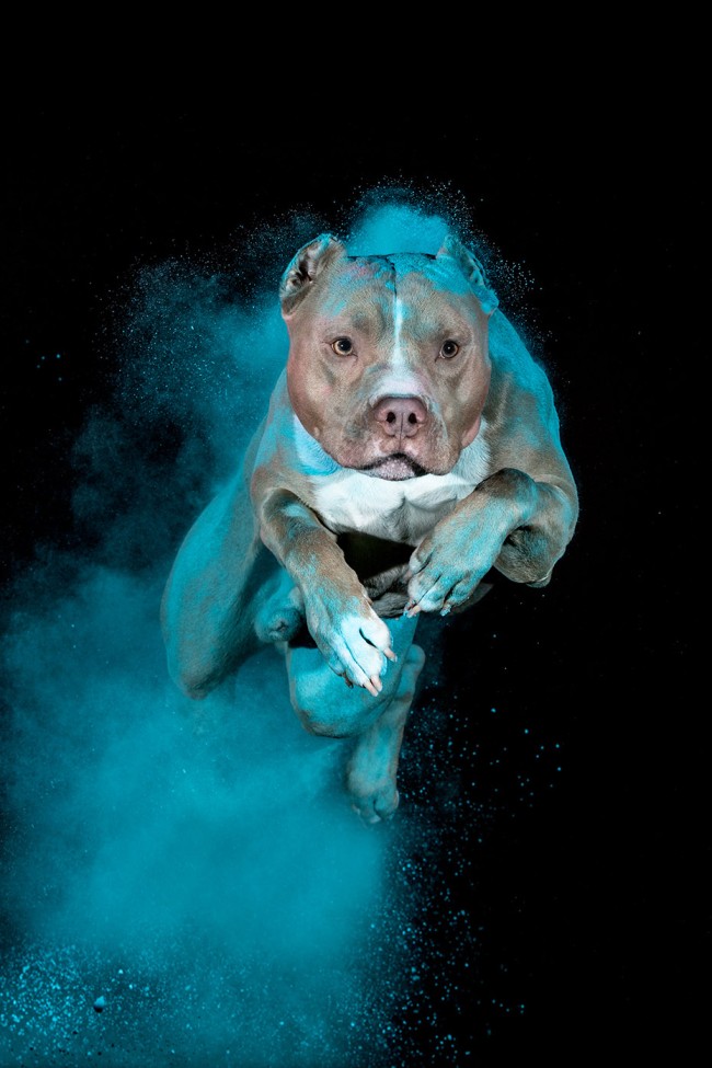 Ugró holi poros pitbull