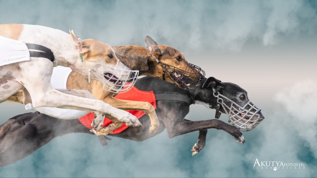 Kreatív coursing versenyfotó