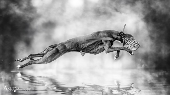 Ködös ugró agár a víz felett