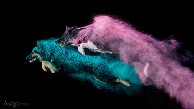 Holi poros ugró kutyák