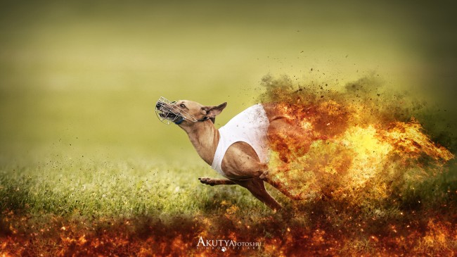 Futó agár tűz effekttel