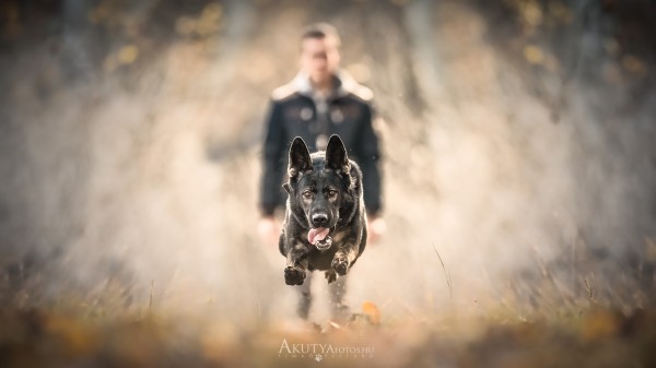 Kutyafotózás erdőben – kutya ugrik, gazdi a háttérben életlenül