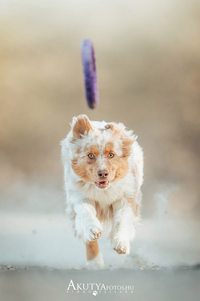 Kutyafotózás vízparton pullerezés közben