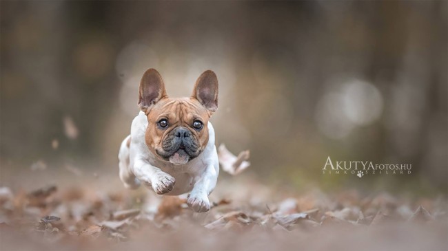 Akciófotó kutyáról szabadtéri fotózáson
