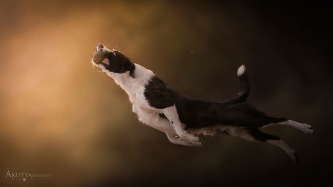 Kutyafotózás erdőben labdázás közben