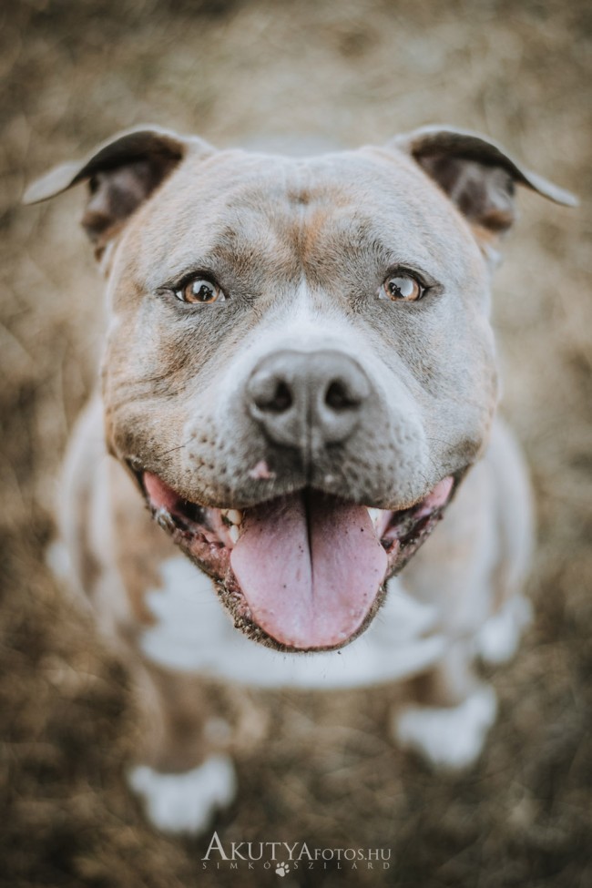 Kutya portré felülről fotózva – szabadtéri kutyafotózás portré stílusban