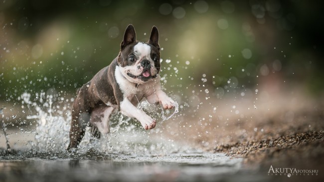 Kutyafotózás vízparton, játék közben