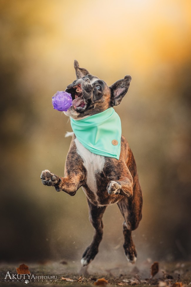 Akciófotó kutyáról játék közben szabadtéri helyszínen