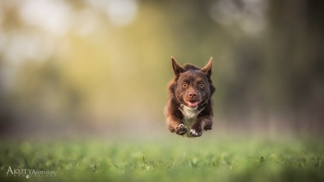 Kutyafotózás Budapest környékén természetes környezetben