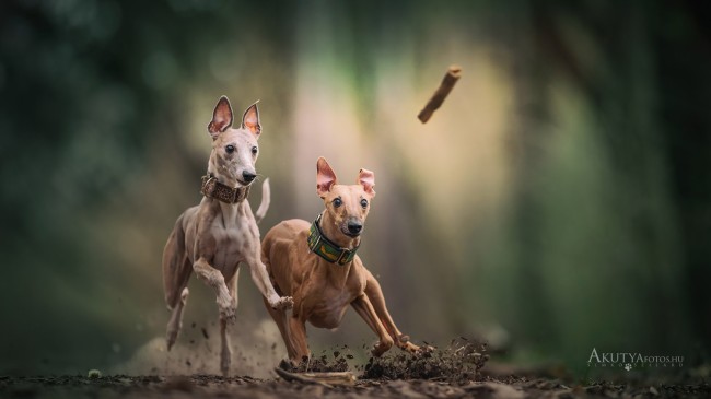 Két whippet fut egymás mellett a levegőben, egy botot nézve – akciófotó kutyákról