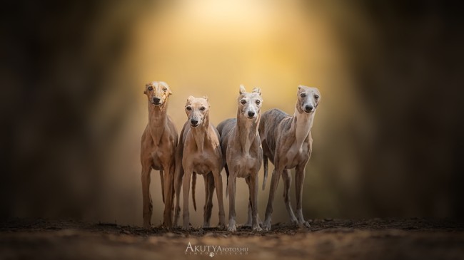 Négy whippet egymás mellett áll az erdőben – kutyafotózás fajtacsoporttal