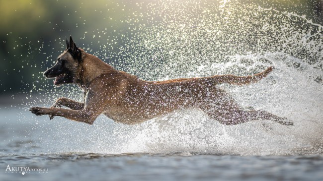 Kutyafotózás vízben futó Malival, természetes fényben