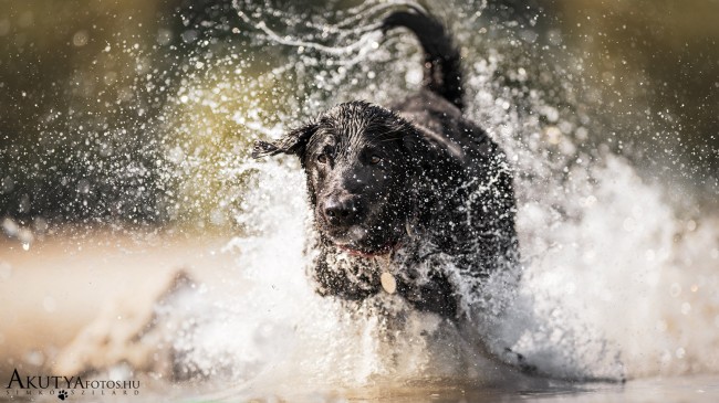Akciófotó labradorról vízben, mozgás közben