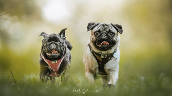 Kutyafotózás két mopszról mozgás közben, szabadtéri helyszínen