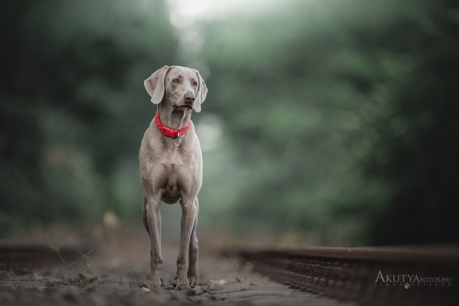 Weimari vizsla portré a sínek között