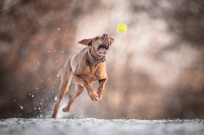 Vizsla kergeti a labdát, elkapás előtti pillanat