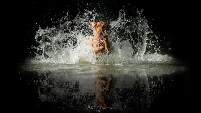 Vizes akciókép egy vizsláról