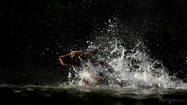 Vízben futó vizsla szép fényekben
