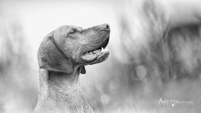 Fekete fehér porté egy vizsláról