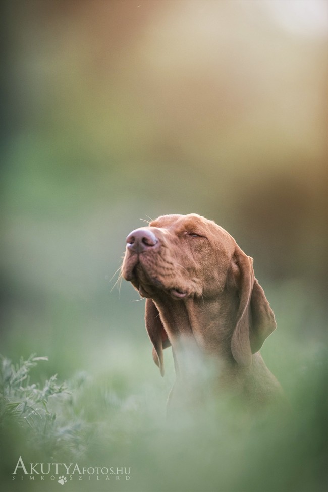 Vizsla portré naplementében