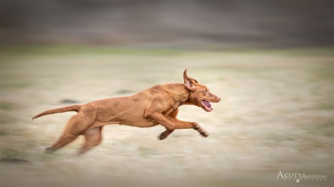 Vizsla oldalról fotózva fut vadászat közben