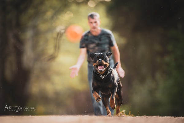 Kutyafotózás erdei környezetben – rottweiler játék közben labdával