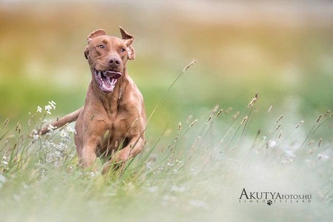 Vizsla fut a mezőn
