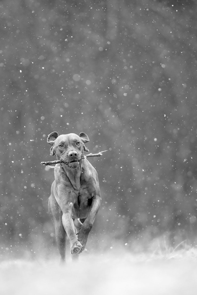 Vizsla hóban fut egy bottal a szájában