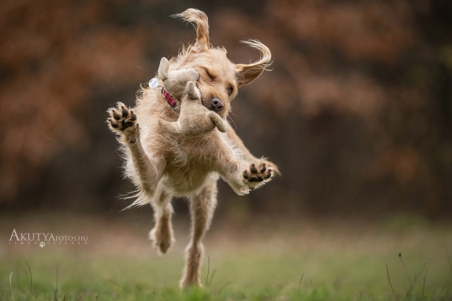 Vizsla fut plüssjátékkal a szájában