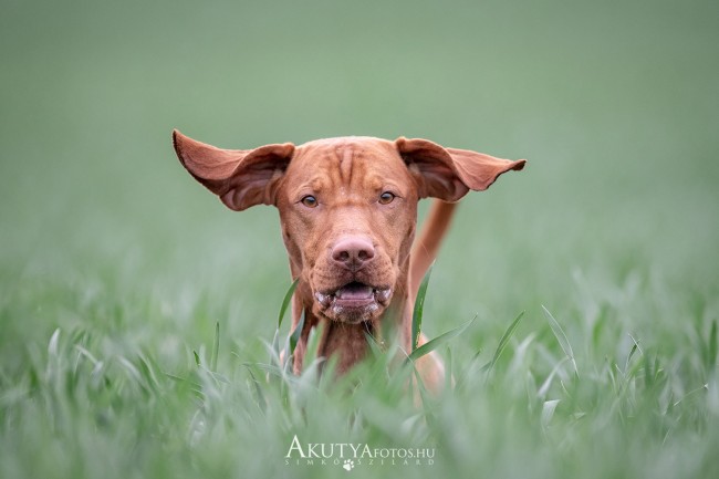 Vzsla feje látszik ki a búzatáblából miközben fut